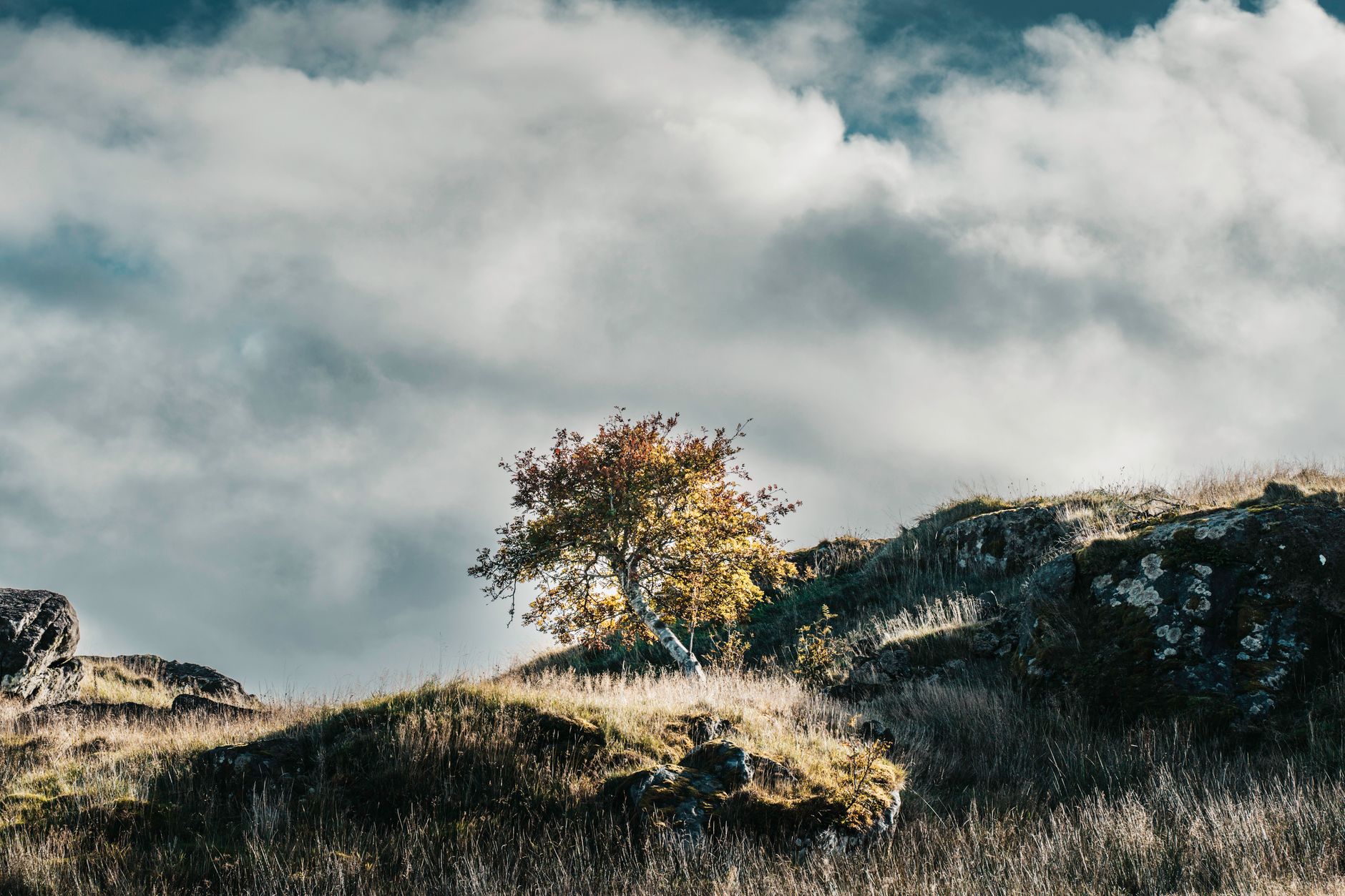lone tree on a rocky hill under dramatic skies